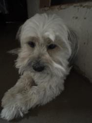Reunited Male Dog last seen Middle Drain Rd Socorro Texas, Socorro, TX 79927