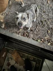 Lost Female Dog last seen Near place, Miami, FL 33179