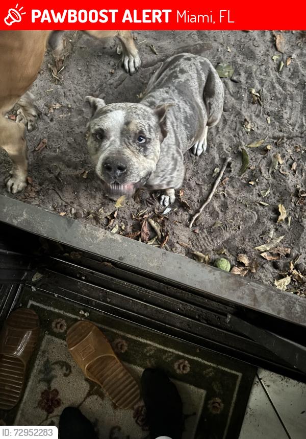 Lost Female Dog last seen Near place, Miami, FL 33179