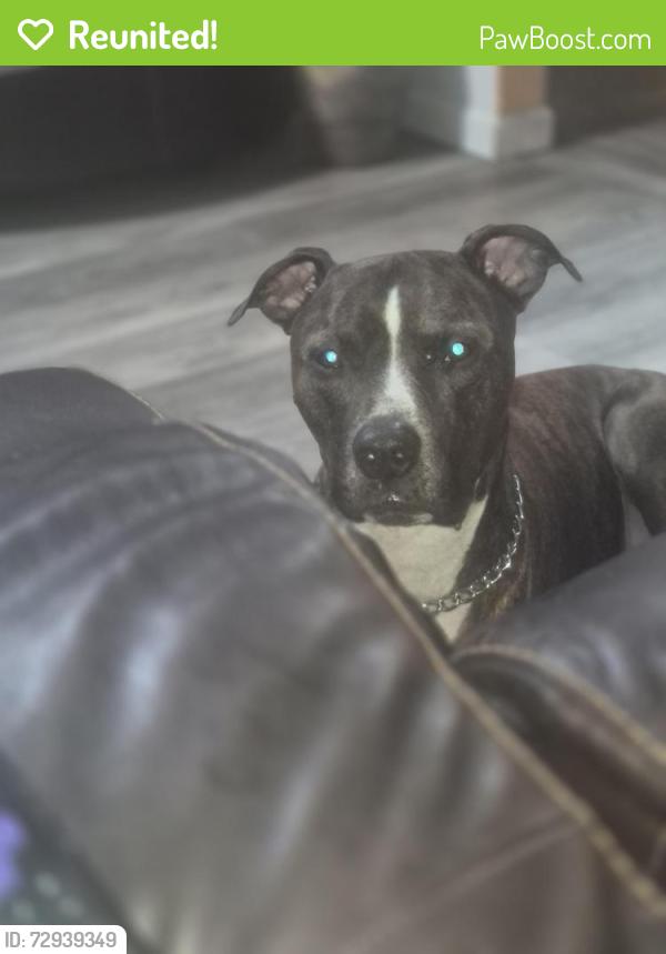 Reunited Male Dog last seen Twiss lane, Tallahassee, FL 32303