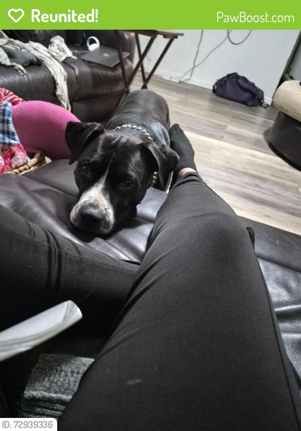 Reunited Female Dog last seen Twist lane, Tallahassee, FL 32303