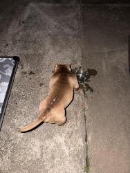 Reunited Unknown Dog last seen 4th and Eastern, Moore, OK 73160
