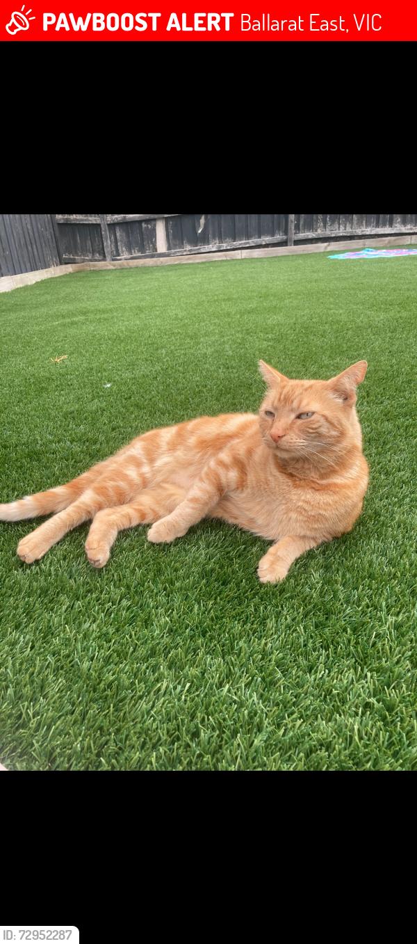 Lost Male Cat last seen Victoria St Ballarat East, Ballarat East, VIC 3350