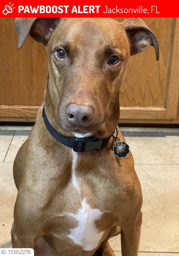 Lost Male Dog last seen Dunn Avenue &295, Jacksonville, FL 32218