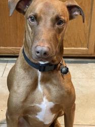 Lost Male Dog last seen Dunn Avenue &295, Jacksonville, FL 32218