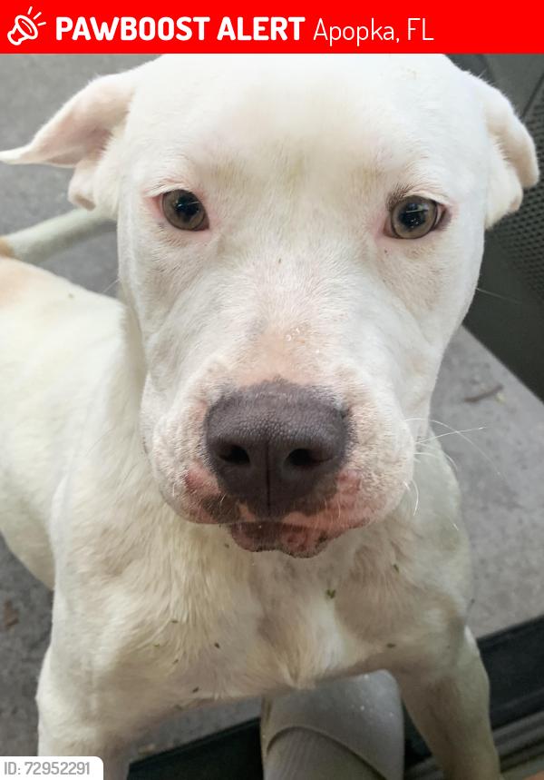 Lost Female Dog last seen Apopka Blvd, Apopka, FL 32703