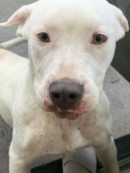 Lost Female Dog last seen Apopka Blvd, Apopka, FL 32703
