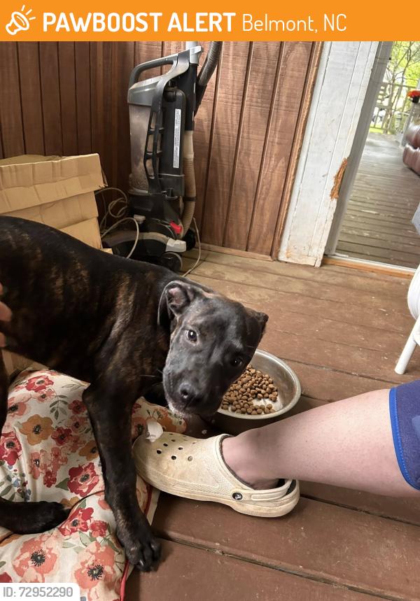 Found/Stray Female Dog last seen Smith Street, Belmont/Belmont Abbey/Belmont Circle K , Belmont, NC 28012