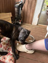 Found/Stray Female Dog last seen Smith Street, Belmont/Belmont Abbey/Belmont Circle K , Belmont, NC 28012