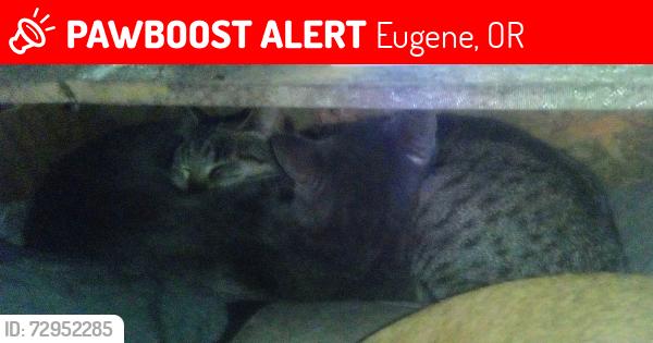 Lost Female Cat last seen Pacific avenue, Eugene, OR 97402