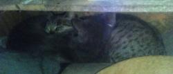 Lost Female Cat last seen Pacific avenue, Eugene, OR 97402
