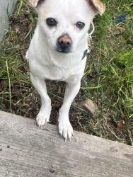 Found/Stray Male Dog last seen Fairgrounds rd / e coldspring rd , Monticello, NY 12701