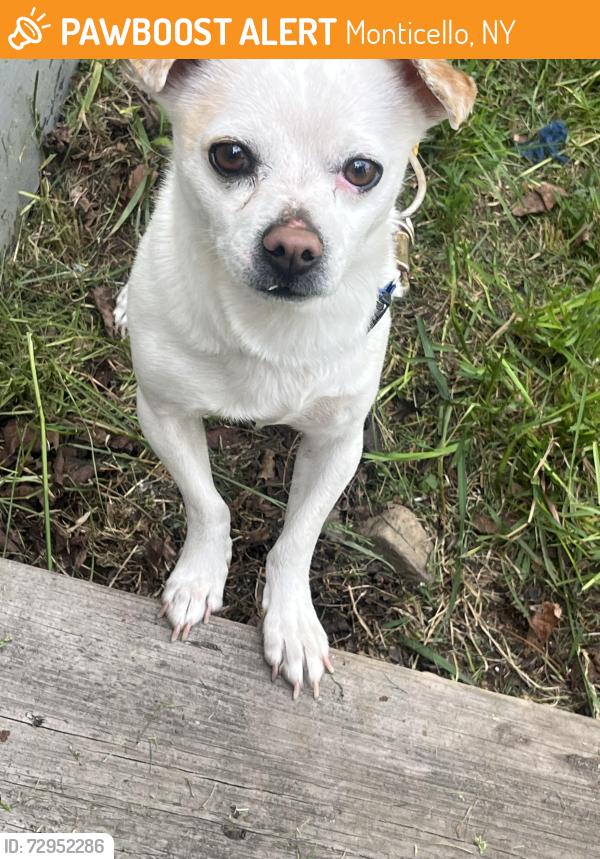Found/Stray Male Dog last seen Fairgrounds rd / e coldspring rd , Monticello, NY 12701