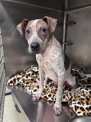 Shelter Stray Male Dog last seen Near BLOCK NW 122ND ST, Oklahoma City, OK 73129