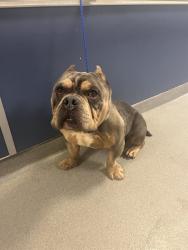 Shelter Stray Male Dog last seen Near BLOCK ANCHOR RD, Doral, FL 33122