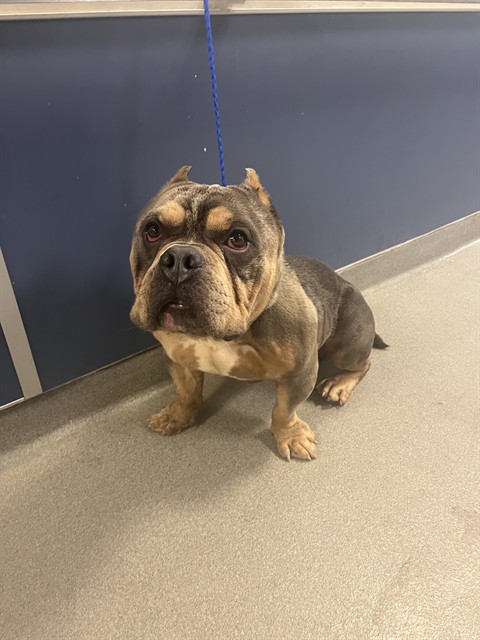 Shelter Stray Male Dog last seen Near BLOCK ANCHOR RD, Doral, FL 33122