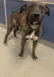 Shelter Stray Male Dog last seen Near BLOCK SW 168 AVE, Doral, FL 33122