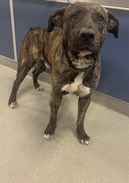 Shelter Stray Male Dog last seen Near BLOCK SW 168 AVE, Doral, FL 33122