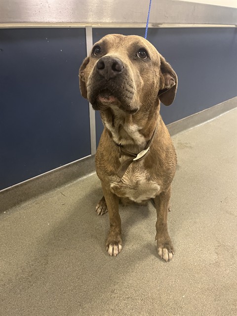 Shelter Stray Female Dog last seen Near BLOCK SW 168 AVE, Doral, FL 33122