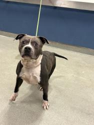 Shelter Stray Male Dog last seen Near BLOCK NE 178TH ST, Doral, FL 33122