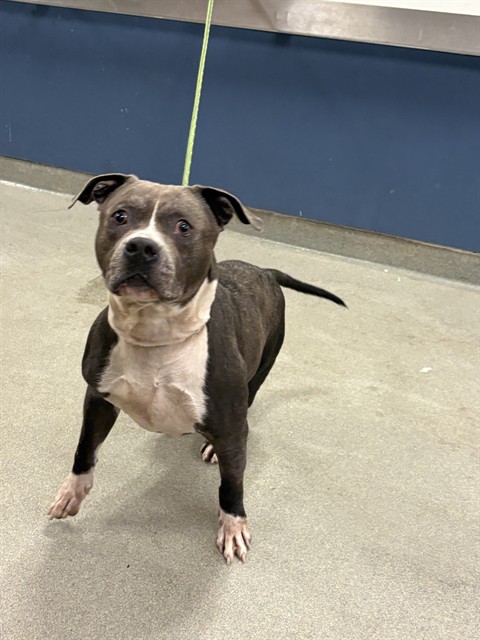 Shelter Stray Male Dog last seen Near BLOCK NE 178TH ST, Doral, FL 33122