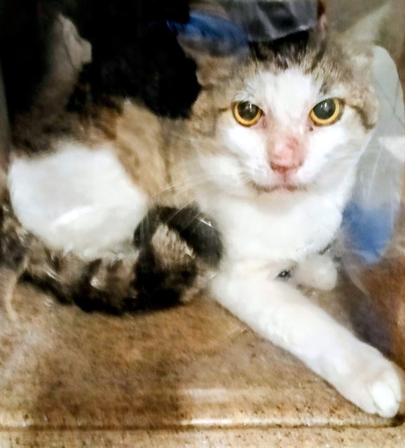 Shelter Stray Male Cat last seen , Downey, CA 90242