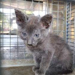 Shelter Stray Female Cat last seen Near BLOCK N JACKSON AVE, WICHITA KS 67203, Wichita, KS 67219