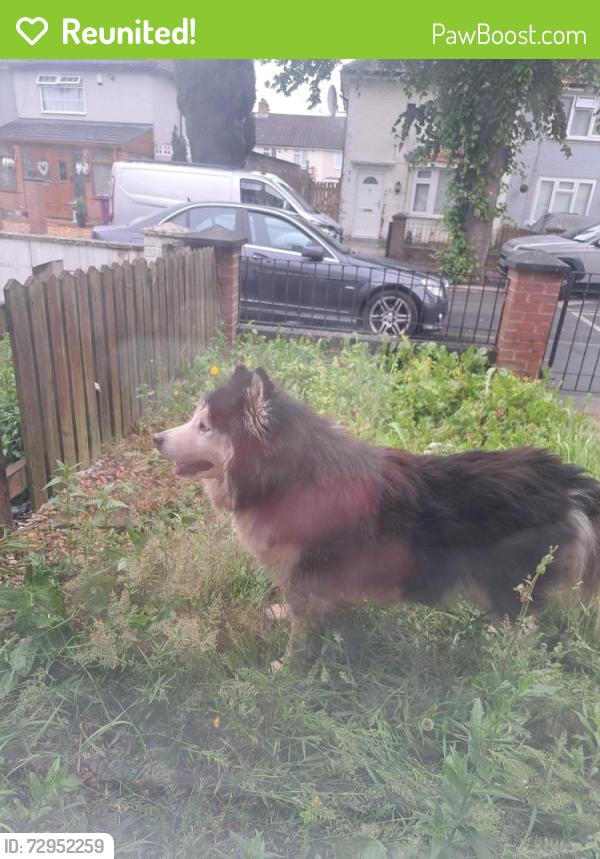 Reunited Unknown Dog last seen Beversbrook Road, Merseyside, England L11