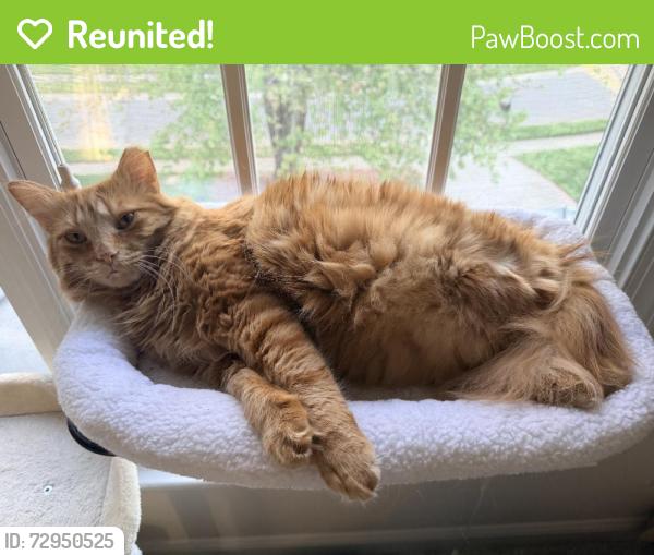Reunited Male Cat last seen Near Hazelview Dr, Charlotte, NC 28277, USA, Charlotte, NC 28277