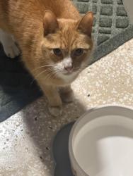 Reunited Male Cat last seen Creston Neighborhood (NE Grand Rapids), Grand Rapids, MI 49503