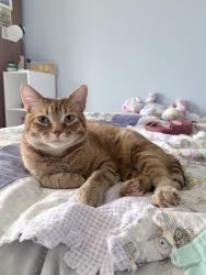 Reunited Male Cat last seen Woodland Dr., Wildridge Rd., Saint Paul, MN 55115
