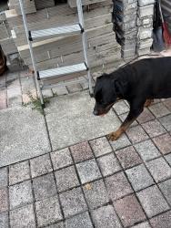 Found/Stray Female Dog last seen Highridge and Hypoluxo, Lantana, FL 33462