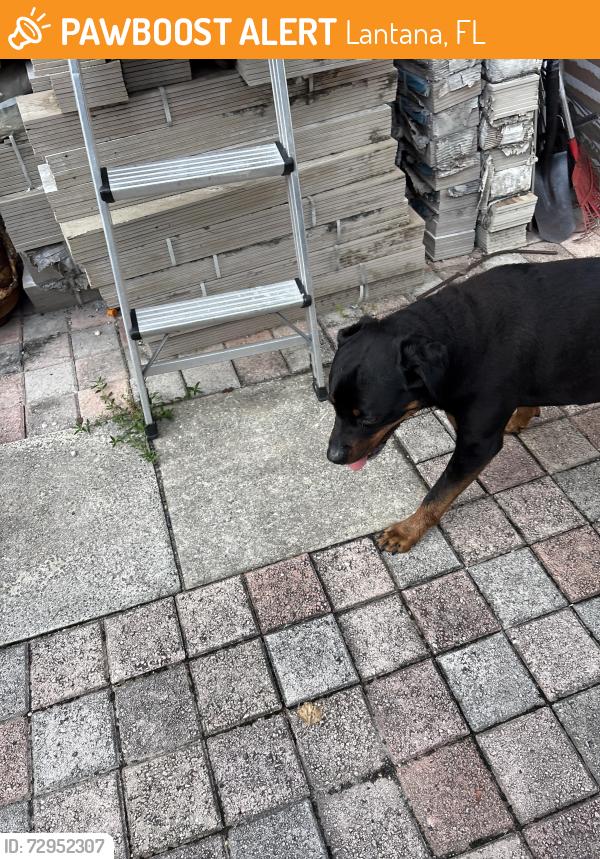 Found/Stray Female Dog last seen Highridge and Hypoluxo, Lantana, FL 33462