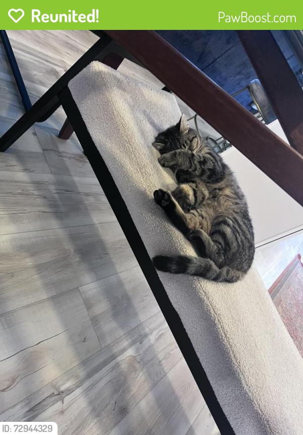 Reunited Male Cat last seen Bluffside CT, Marietta, GA 30066