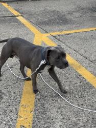 Found/Stray Male Dog last seen Huntington health and Rehab , Huntington, WV 25701