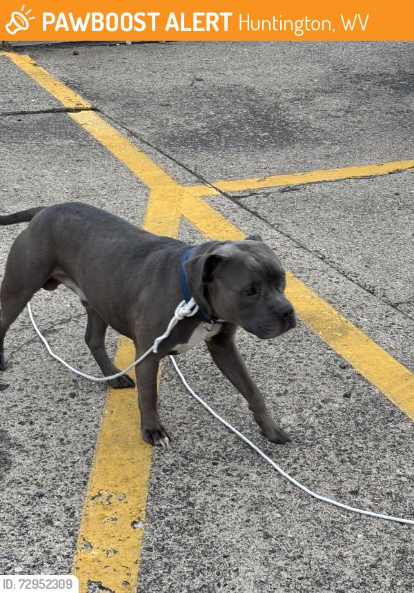 Found/Stray Male Dog last seen Huntington health and Rehab , Huntington, WV 25701