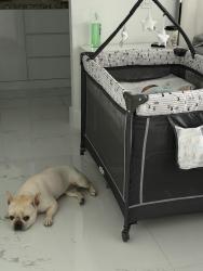 Reunited Female Dog last seen Country walk, Miami, FL 33196
