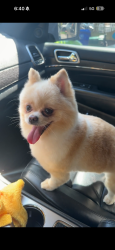 Reunited Female Dog last seen Near S Park Rd a, Hollywood, FL 33021, EE. UU., Hollywood, FL 33021