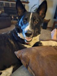 Reunited Male Dog last seen WEST 61ST ST & S BANEBERRY AVE , Sioux Falls, SD 57106