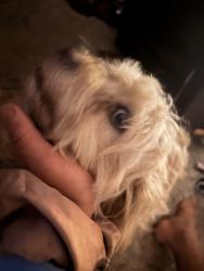 Reunited Female Dog last seen Nearby food 4 less lemon grove, Lemon Grove, CA 91945