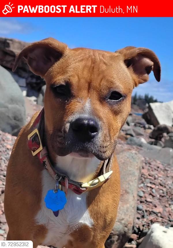 Lost Female Dog last seen Downtown , Duluth, MN 55805
