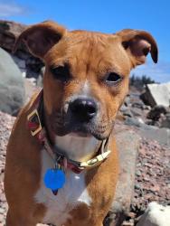 Lost Female Dog last seen Downtown , Duluth, MN 55805