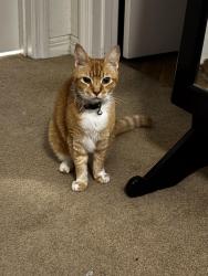Lost Female Cat last seen Spruce Rd, Ocala, FL 34472