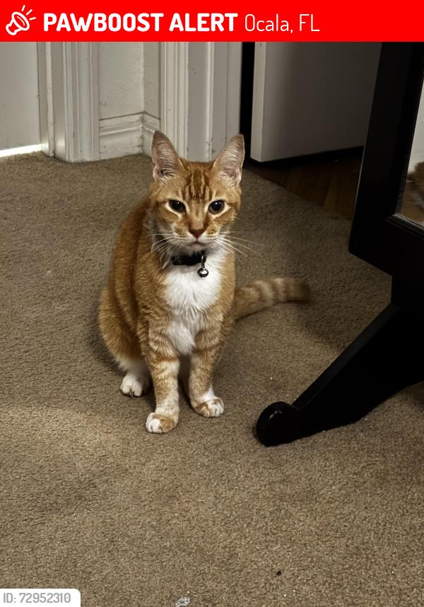 Lost Female Cat last seen Spruce Rd, Ocala, FL 34472