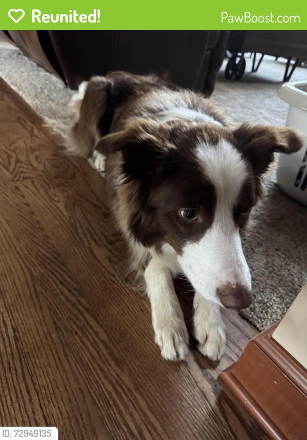 Reunited Male Dog last seen Pine knob music theater , Village of Clarkston, MI 48348
