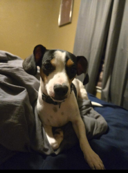 Reunited Male Dog last seen Lark Valley Dr, San Antonio, TX 78242, USA, San Antonio, TX 78242