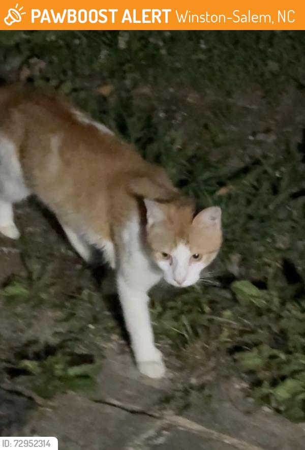 Found/Stray Unknown Cat last seen Atwood and Stratford. Atwood Acres, Winston-Salem, NC 27103