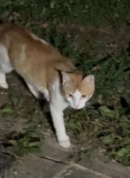 Found/Stray Unknown Cat last seen Atwood and Stratford. Atwood Acres, Winston-Salem, NC 27103