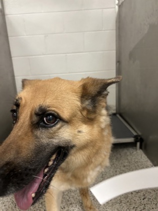 Shelter Stray Female Dog last seen Atlanta, GA 30349, Atlanta, GA 30336