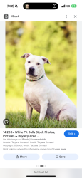 Found/Stray Unknown Dog last seen Mcduff parkway  heading south by street by road, Peachtree City, GA 30269